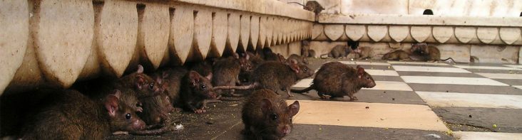 Schädlingsbefall durch Ratten