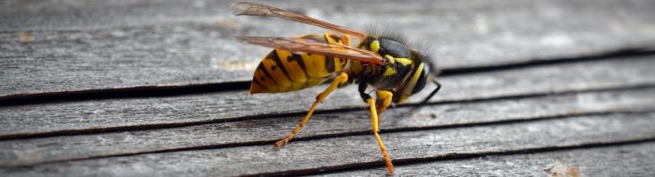Tipps gegen Wespen