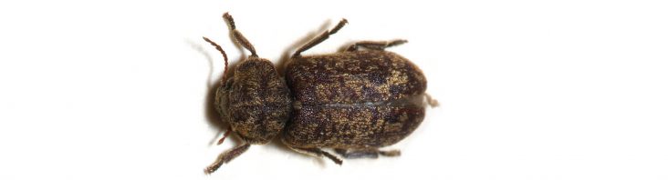 Bunter Nagekäfer