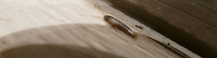 Silberfischchen Schädlingsbekämpfung