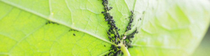 Blattläuse im Garten