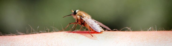 Mittel gegen Insektenstiche