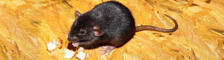 Ratten fangen - Tipps und Tricks