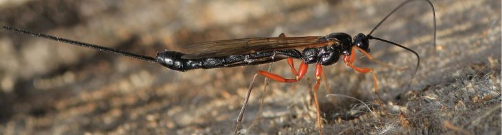 Schlupfwespen gegen Motten