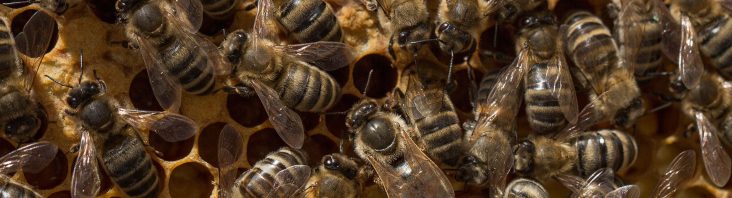 Bienenvolk