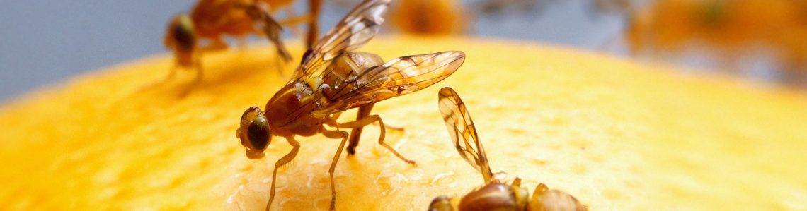 Fliegenplage im Haus Was hilft gegen Fruchtfliegen?